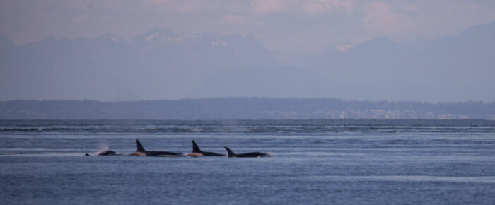 Orcas T124A2’s and T124A4’s near East Point