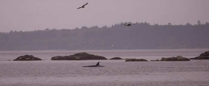 Orcas T75B’s San Juan Channel and Minke whales on Salmon Bank