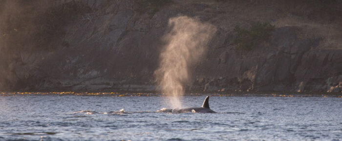 Sunset sail with Orcas T124A2’s and T124A4’s