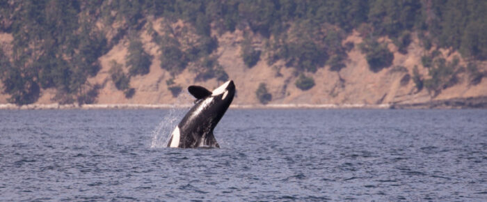 Biggs Orcas T124A2’s and T124A4’s followed by Southern Resident L Pod Orcas