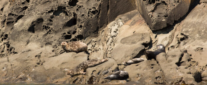 Wildlife tour with harbor seals and bald eagles