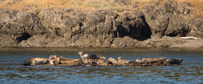 Short sail and wildlife tour