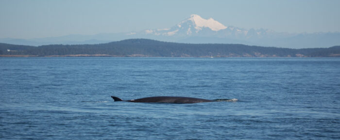 Minke whale “Trotsky II”