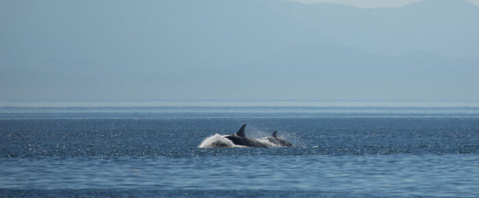 Minke encounter and Southern Resident Orcas from the L12’s