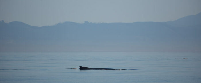 Minke whales, brown pelicans, the “naked seal”, and a Humpback playing with kelp