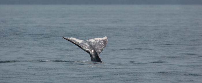 Gray whale, Tufted Puffins, Minke whales, Brown Pelican, Sea lions