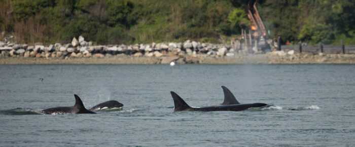 A humpback going South and the T65A’s and T77’s around Guemes plus the naked seal