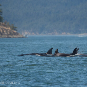 Sailing with orcas T36’s & T99’s