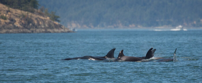 Sailing with orcas T36’s & T99’s