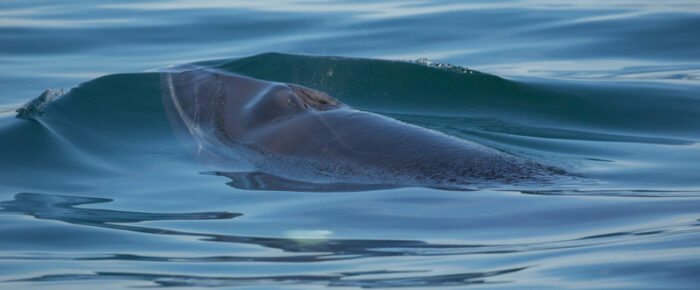 Mountains, a minke whale, brown pelican and more