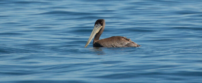 Brown Pelican, Minke Whale and Shore excursion to Iceberg Pt