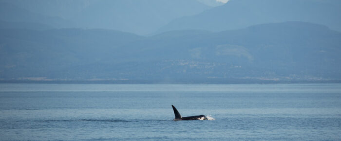 Orcas T77C and T77D followed by T65A’s and T77 with T77E plus a Minke whale