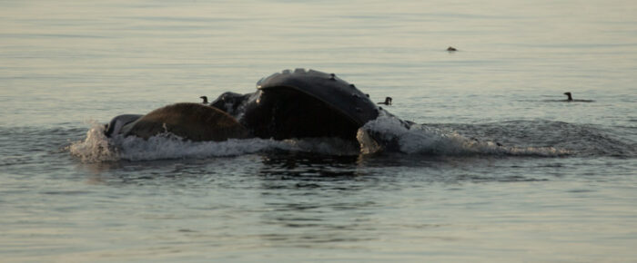 Minke whale, lunge feeding Humpback on Salmon Bank, and a sunset sail