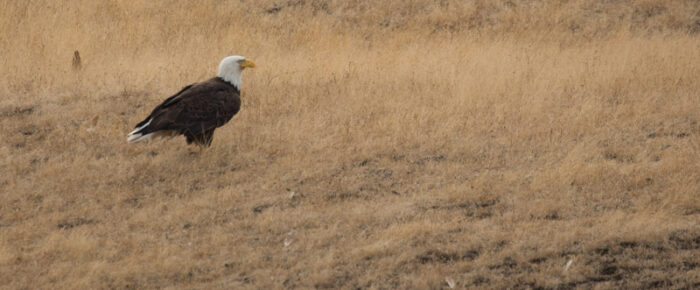 Wildlife search by Flattop and Spieden Island