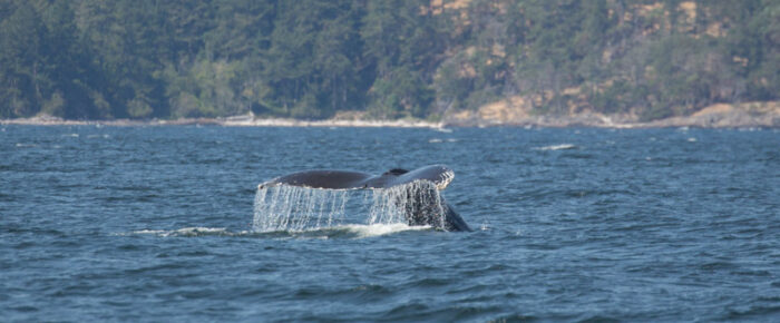 Humpback BCY1022 “Scratchy” in Haro Strait