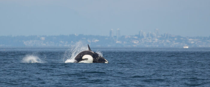 Orcas T124A2’s and T124A4’s chasing a porpoise