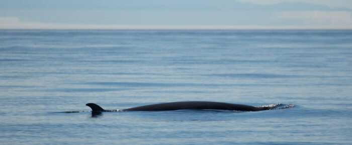 Minke whales on Salmon Bank