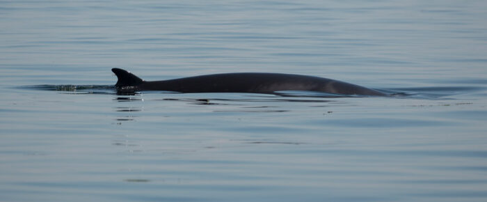 Multiple minke whales on Salmon Bank & a Sea Otter