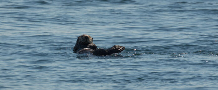 Minke whale on Salmon Bank and a Sea Otter