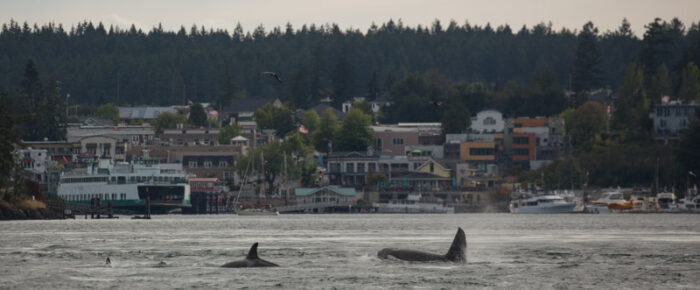 Orcas T49A’s with T19 & T19B southbound to Friday Harbor