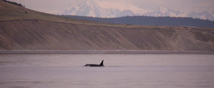 Circumnavigating San Juan Island seeing Resident orcas, porpoises and a humpback whale