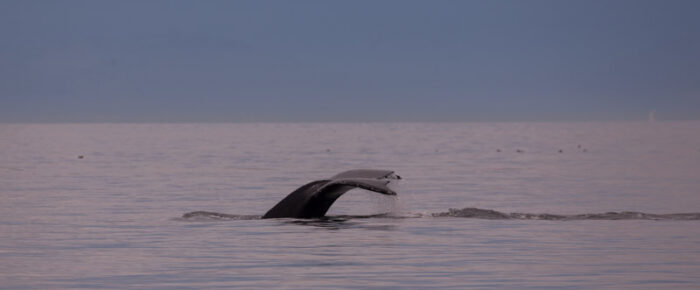 McArthur Bank with Humpback whale known as BCZ0298 “Split Fin”.