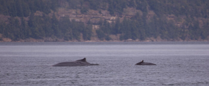 Humpback whale BCY0324 “Big Mama” and her new calf