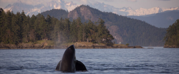 Sunset short sail with T123 Biggs Orcas