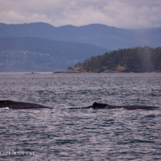 Humpback whales BCZ0298 “Split Fin”and one other by Turn Point