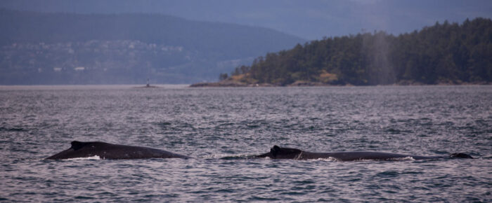 Humpback whales BCZ0298 “Split Fin”and one other by Turn Point