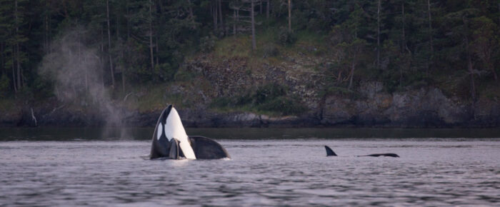 Proposal sail with Orcas T123’s and T41’s outside Friday Harbor