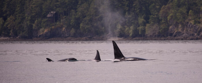 Orcas T123’s followed by a pair of humpbacks (BCZ0414 Zephyr and friend)