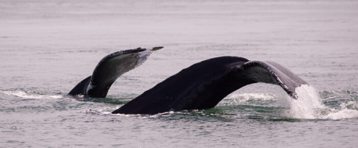 Humpbacks BCX1251 “Orion” and BCX1057 “Divot”, Bald eagle and Peregrine chicks