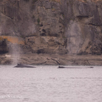 Humpback whales BCX1251 “Orion” and BCX1057 “Divot”