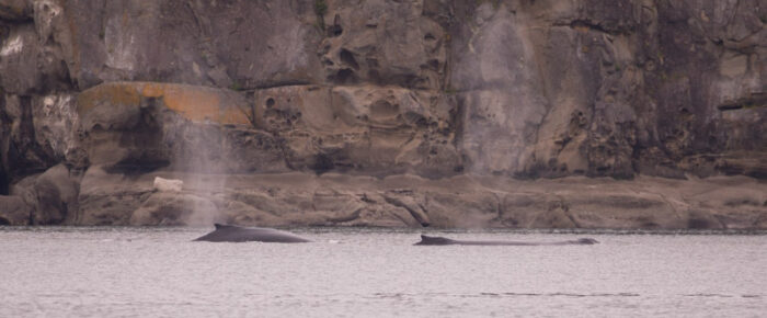 Humpback whales BCX1251 “Orion” and BCX1057 “Divot”