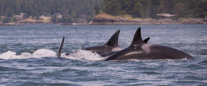 Orcas T123’s and T137’s by Obstruction Island