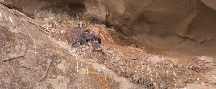 Orcas T124A2’s and T49A2 & Peregrine chicks by Saturna Island