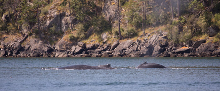 Humpback BCY0324 “Big Mama” and her newest calf pass Friday Harbor