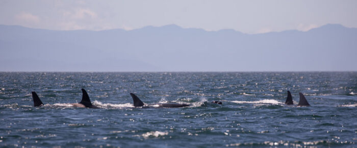 Circumnavigating San Juan Island with views of Southern Resident Orcas