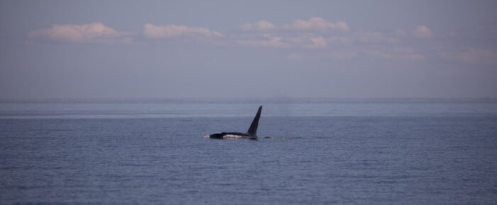 Biggs Orcas T123’s by Moresby and Southern Resident J Pod Orcas