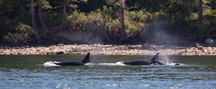 Orcas T65A’s and T77 with T77E by Anacortes & a Humpback by Cypress