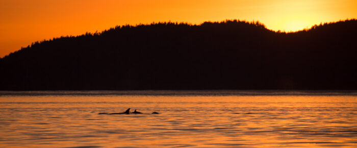 Orcas T36A’s near Waldron in the sunset