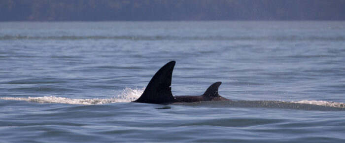 Orcas T36A’s and new calf south of Flattop Island