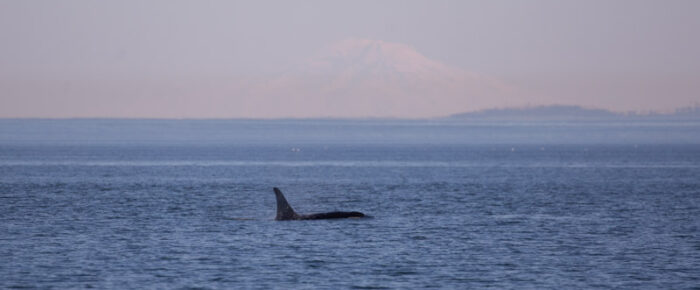 Southern Resident orcas from J Pod and Minke Whales