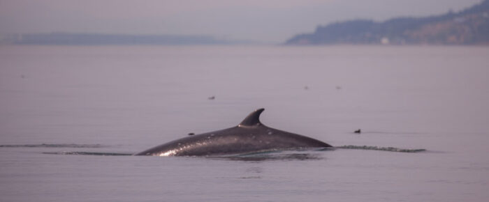 Minke whales, Sea otter, Sea lions plus more