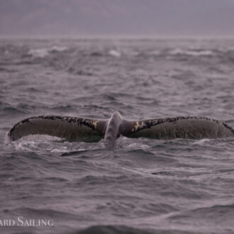 Minkes, Humpback and sea otter