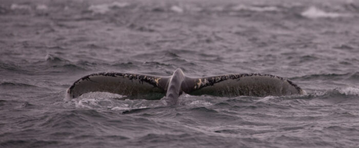 Minkes, Humpback and sea otter