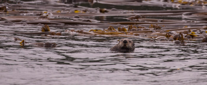 Sea otter near Turn Rock