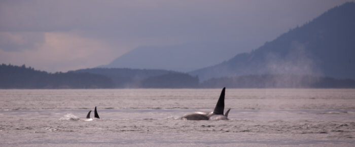 Orcas T123’s in Spieden Channel