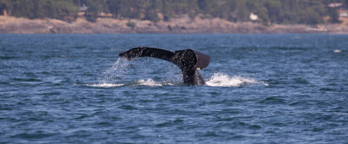 Sailing with Humpback whale BCX0915 “Fallen Knight”